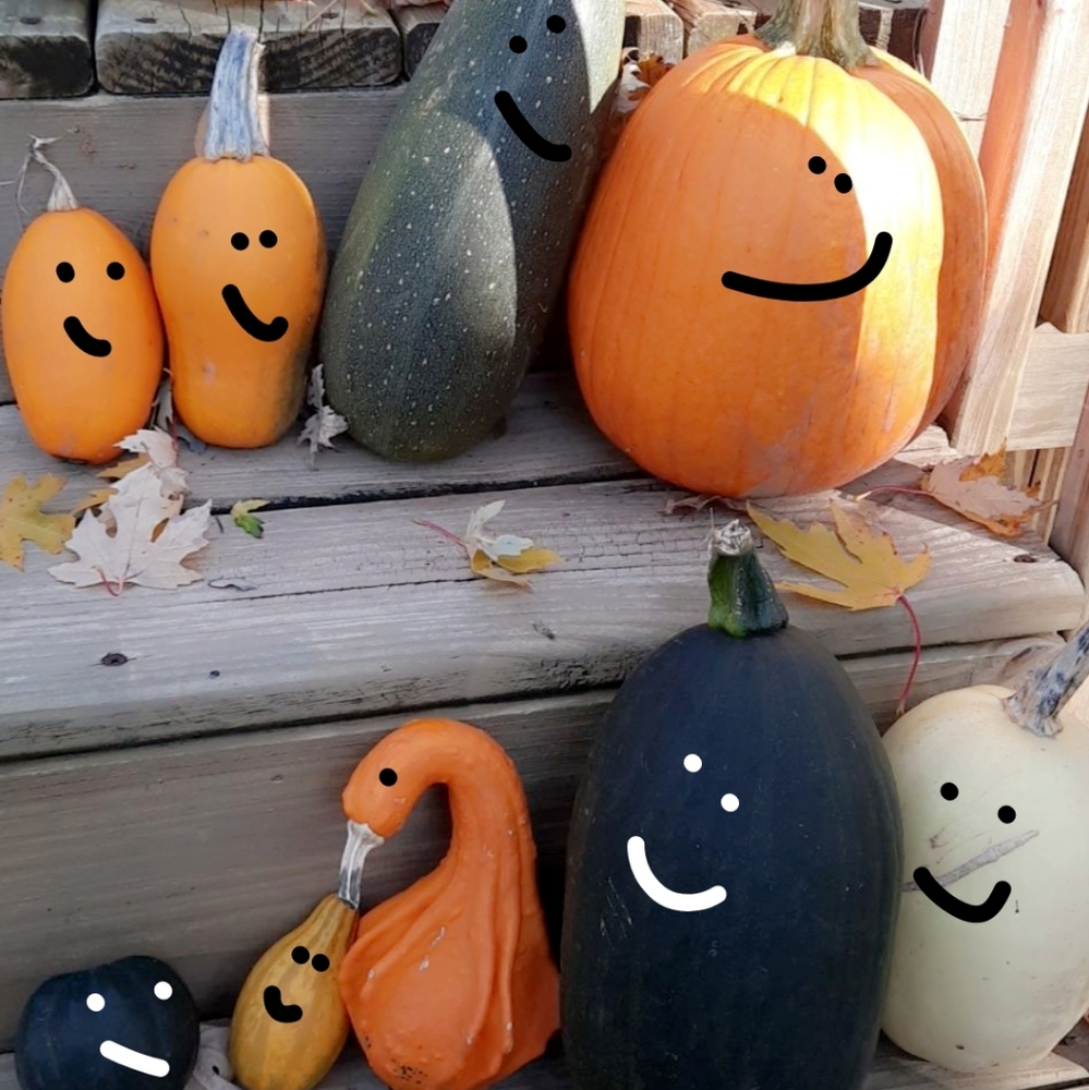 Organic Pumpkin and gourd variety Including Big Max and Dills Atlantic Giant